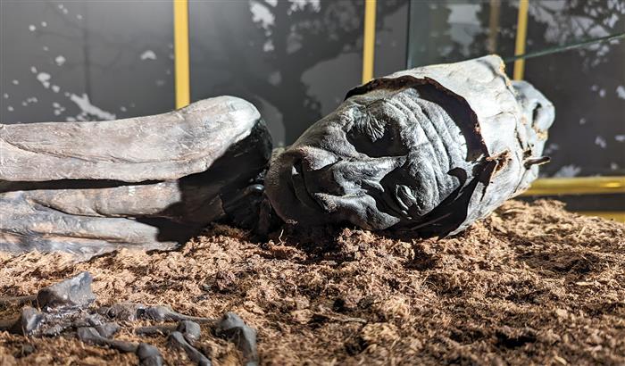 Стародавні вбивства